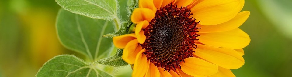 Mind-Body-Medizin