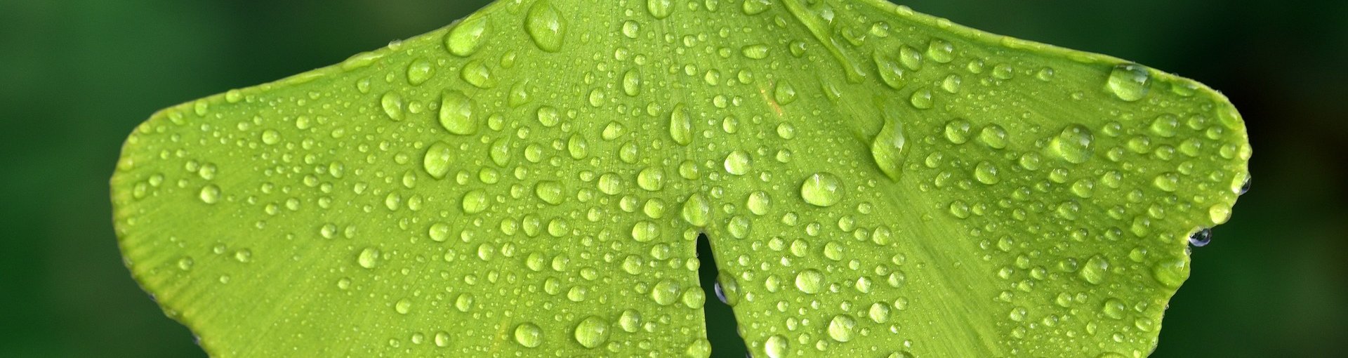 Zusatzbezeichnung NHV